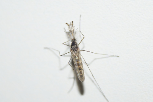 Banded house mosquito, Noord-Brabant, NL, photo 8 of 10