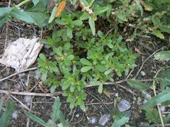 Portulaca oleracea