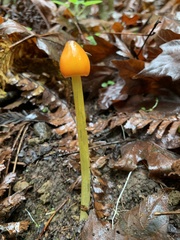 Hygrocybe