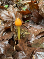 Hygrocybe