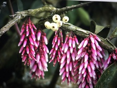 Thibaudia floribunda