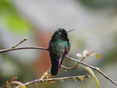 Eupherusa nigriventris