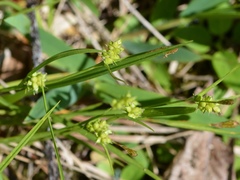 Carex conoidea