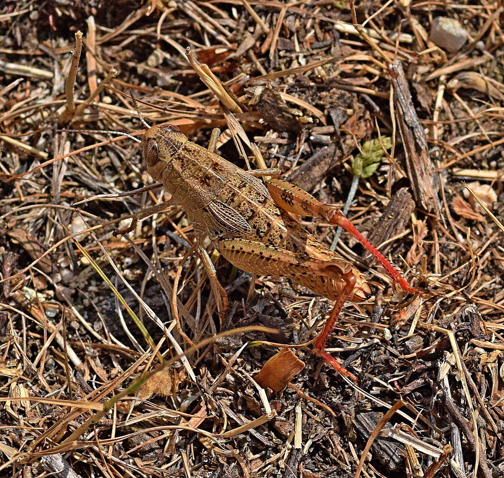 Paracaloptenus