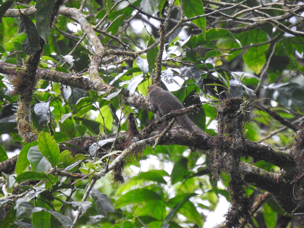 Central American Dwarf Squirrel from Cartago Province, Costa Rica on