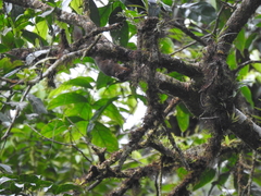 Microsciurus alfari