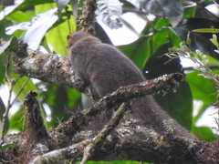 Microsciurus alfari