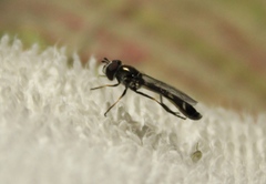Dioprosopa clavata