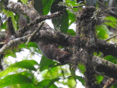Microsciurus alfari