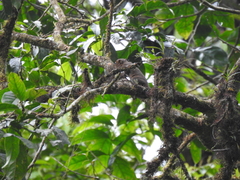 Microsciurus alfari