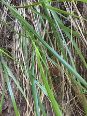 Poa anceps anceps