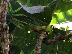 Synallaxis ruficapilla