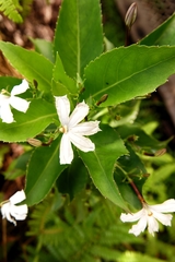 Scaevola chamissoniana