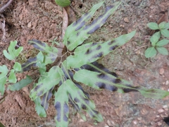 Lygodium volubile