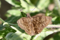 Pellicia