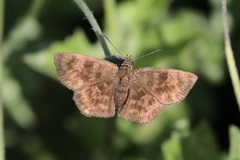 Pellicia