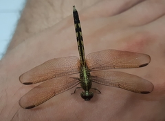 Libellulidae
