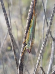 Orchelimum concinnum