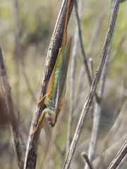 Orchelimum concinnum