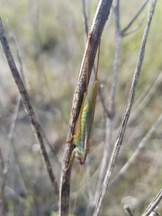 Orchelimum concinnum