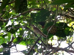 Sporophila frontalis