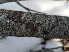 Marchandiomyces corallinus