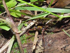 Sadocus polyacanthus