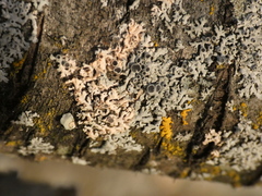 Marchandiomyces corallinus
