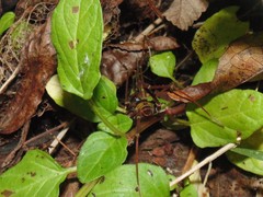 Sadocus polyacanthus