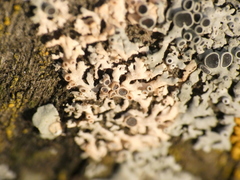 Marchandiomyces corallinus