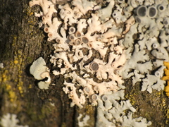 Marchandiomyces corallinus