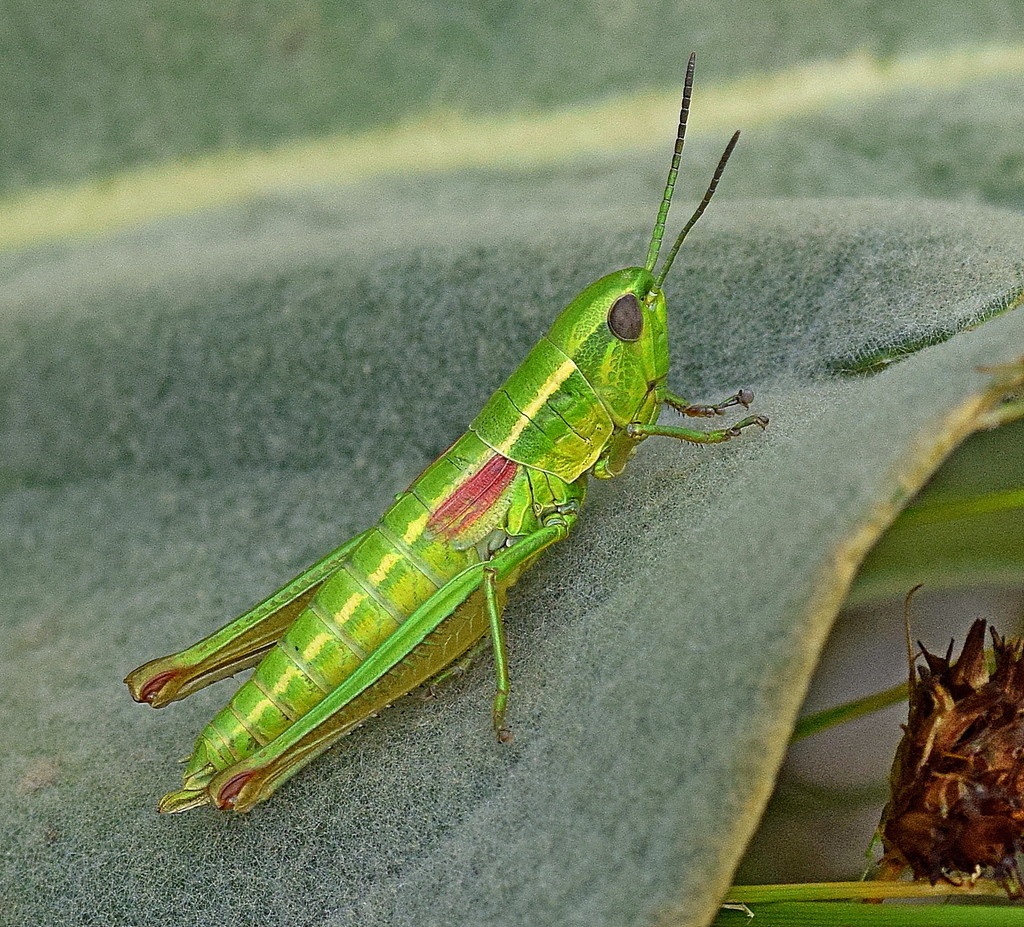 Small Gold Grasshopper
