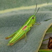 Small Gold Grasshopper - Photo (c) Kostas Zontanos, some rights reserved (CC BY-NC), uploaded by Kostas Zontanos
