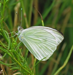 Ascia monuste automate