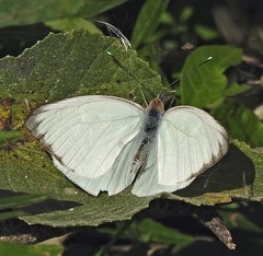 Ascia monuste automate