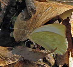 Ascia monuste automate