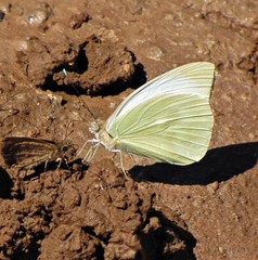 Ascia monuste automate