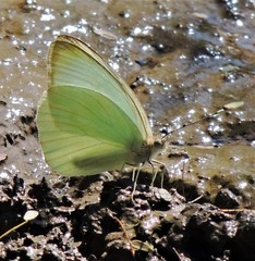 Ascia monuste automate