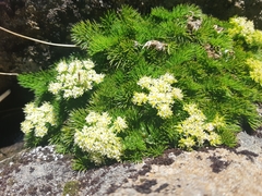 Anisotome procumbens