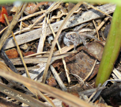 Megafreya sutrix