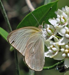 Ascia monuste automate