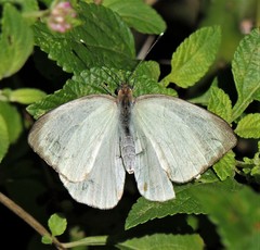 Ascia monuste automate