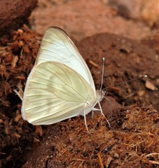 Ascia monuste automate