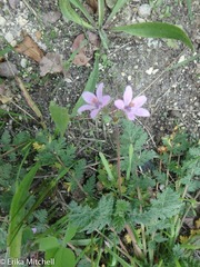 Erodium cicutarium