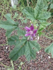 Malva sylvestris