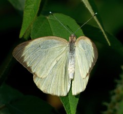 Ascia monuste automate