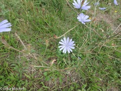 Cichorium intybus