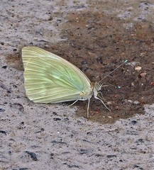 Ascia monuste automate