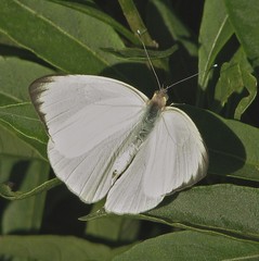 Ascia monuste automate