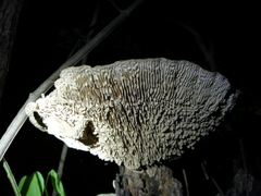 Trametes tenuis